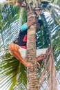 JOAO PESSOA, BRAZIL - OCTOBER 13, 2016: Local man is harvesting coconuts in Joao Pesso