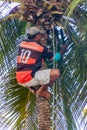 JOAO PESSOA, BRAZIL - OCTOBER 13, 2016: Local man is harvesting coconuts in Joao Pesso