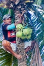 JOAO PESSOA, BRAZIL - OCTOBER 13, 2016: Local man is harvesting coconuts in Joao Pesso