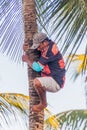 JOAO PESSOA, BRAZIL - OCTOBER 13, 2016: Local man is harvesting coconuts in Joao Pesso