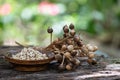 Job`s tears or millet dried fruits and seeds on nature background Royalty Free Stock Photo