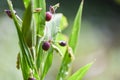 Job`s tears seed on the tree plant coix lachryma jobi - chinese pearl barley coixseed