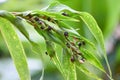 Job`s tears seed on the tree plant, coix lachryma jobi - chinese pearl barley coixseed