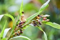 Job`s tears seed on the tree plant, coix lachryma jobi - chinese pearl barley coixseed