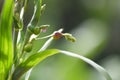 Job`s tears seed on the tree plant / coix lachryma jobi / chinese pearl barley coixseed Royalty Free Stock Photo