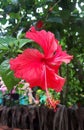 Joba flower bagladeshi village garden