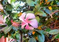 Joba flower