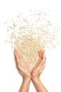 Jobs tears grain seed on hands isolated