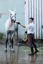 Jockey hold horse on leash Royalty Free Stock Photo