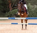 Jockey on horse. Red horse Jumping. Equestrian Events. Show Jumping Competition. Green outdoor trees background