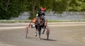 Jockey and horse. Trotting horse race. Race in harness with a sulky or racing bike. Harness racing. Trotting horse race Royalty Free Stock Photo