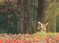 Jockey puppy Beagle dog playing Royalty Free Stock Photo