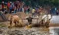 Traditional bull race Pacu Jawi festival on October 2015 in Tanah Datar, West Sumatera, Indonesia Royalty Free Stock Photo