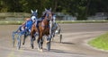 Jockeys and horses. Racing horses competing with each other. Race in harness with a sulky or racing bike. Harness racing Royalty Free Stock Photo