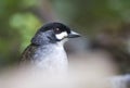 Jocotocomierpitta, Jocotoco Antpitta, Grallaria ridgelyi