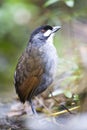 Jocotocomierpitta, Jocotoco Antpitta, Grallaria ridgelyi