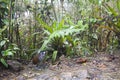 Jocotocomierpitta, Jocotoco Antpitta, Grallaria ridgelyi