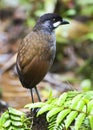 Jocotocomierpitta, Jocotoco Antpitta, Grallaria ridgelyi