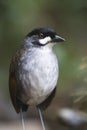 Jocotocomierpitta, Jocotoco Antpitta, Grallaria ridgelyi