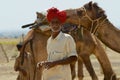 Man wearing turban and traditional dress gets his camel ready for a safari ride in the desert near Jodhpur, India. Royalty Free Stock Photo