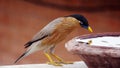 Brahminy Myna or Brahminy Starling bird is drinking water from a deep clay bowl Royalty Free Stock Photo