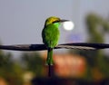 A green bee eater bird sitting on an electric wire Royalty Free Stock Photo