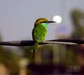 A green bee eater bird sitting on an electric wire Royalty Free Stock Photo