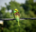 A green bee eater bird sitting on an electric wire Royalty Free Stock Photo