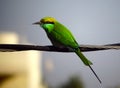 A green bee eater bird sitting on an electric wire Royalty Free Stock Photo