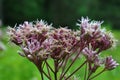 Joe Pye Weed Royalty Free Stock Photo