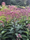 Joe Pye Weed in a botanical Garden. Eutrochium purpureum