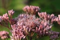 Joe-pye Weed flower