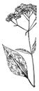 Joe-Pye-Weed vintage illustration