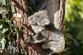 A joey Australian koala Royalty Free Stock Photo