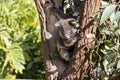 A joey Australian koala Royalty Free Stock Photo
