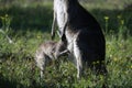 Joey, a baby Kangaroo ready to go back into pouch Royalty Free Stock Photo