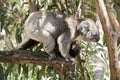 Koala and her joey