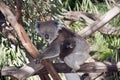 Koala and her joey