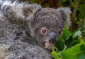 Joey cuddling its mother in the gum leaves Royalty Free Stock Photo