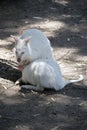 The albino red necked wallaby is feeding her joey Royalty Free Stock Photo