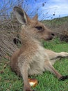 Joey kangaroo Royalty Free Stock Photo