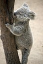 A joey koala Royalty Free Stock Photo