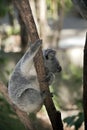 A joey koala Royalty Free Stock Photo