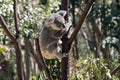 The joey koala is climbing down a tree Royalty Free Stock Photo