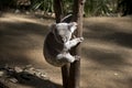 The joey koala is climbing down a tree Royalty Free Stock Photo