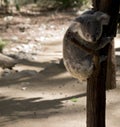 The joey koala is climbing down a tree Royalty Free Stock Photo