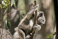The joey koala is climbing down a tree Royalty Free Stock Photo