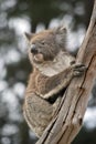 The joey koala is climbing a tree Royalty Free Stock Photo