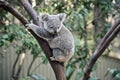 A joey koala Royalty Free Stock Photo