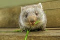 Joey of Wombat feeding Royalty Free Stock Photo